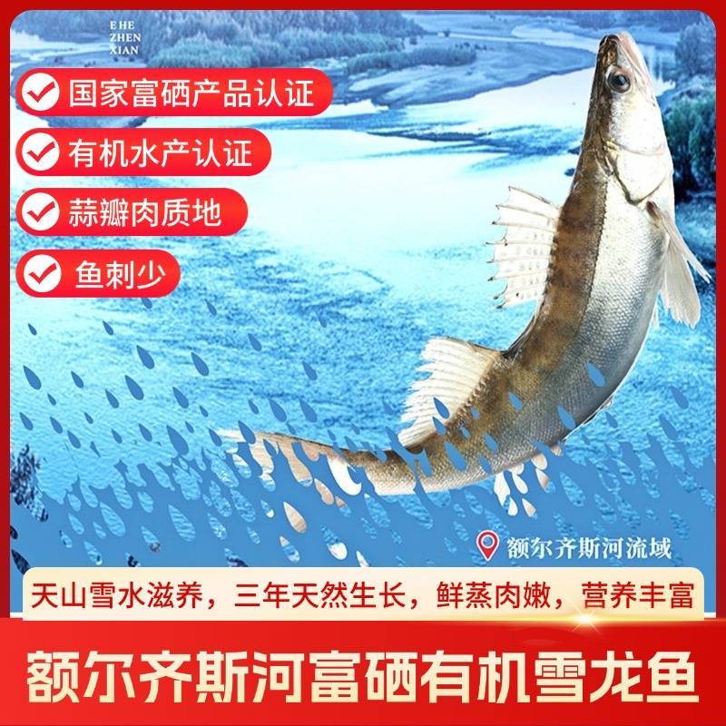 新疆额尔齐斯河富硒有机雪龙鱼 冰川冷水鱼 纯净无污染 肉质鲜美 三年生长
