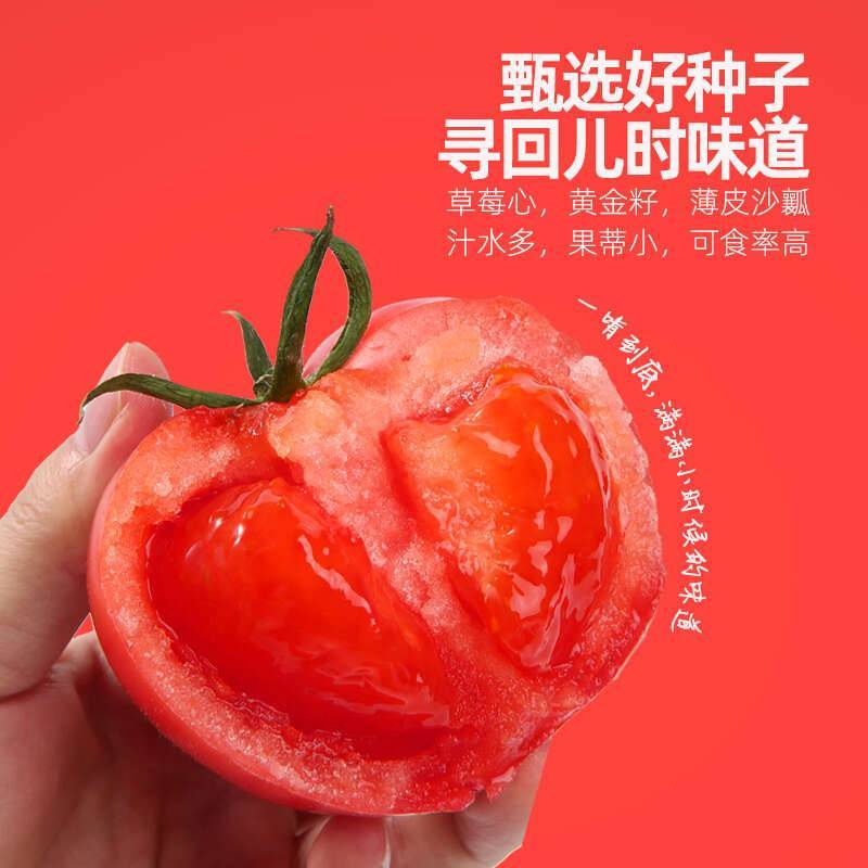 普罗旺斯西红柿 新鲜水果 甜美多汁